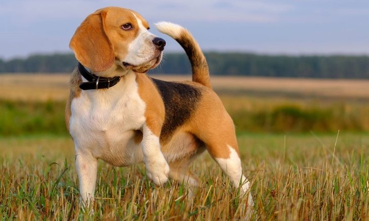 Beagle Intra Aici Daca Vrei Sa Stii Tot Despre Rasa Rasedecaini Ro