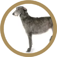 Deerhound Scotian