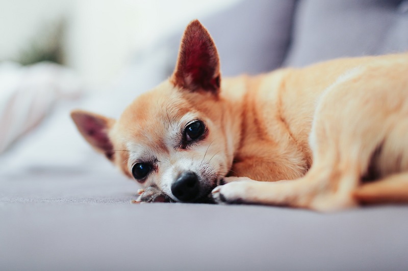 Chihuahua graficul în greutate în kilograme